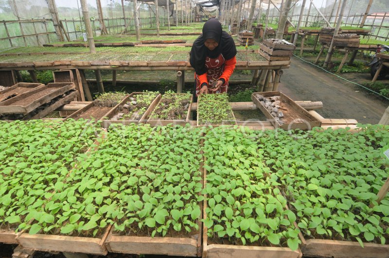 Tender Heritage Cilacap: Apa yang Akan Terjadi di 2026?